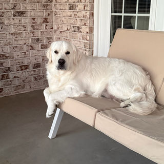 Hickory Ridge Golden puppy at home in Georgia.