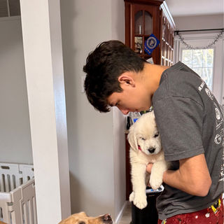 Golden Retriever meeting their new sister. Hickory Ridge Goldens puppy.