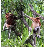 Snabelapor, Tanjung Puting Nationalpark, Kalimanten, Indonesien