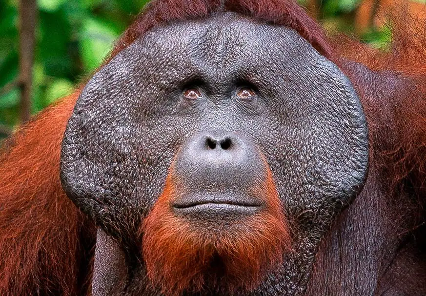 Orangutang, Tanjung Puting Nationalpark, Kalimantan