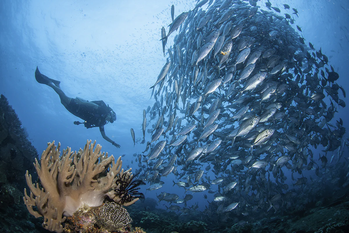 Dykning, Raja Ampat, Papua, Indonesien