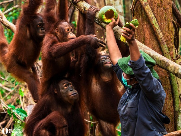 Rehabilitering av orangutang, Kalimantan, Indonesien