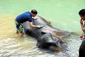 Elefanttvätt, Tangkahan, Sumatra, Indonesien