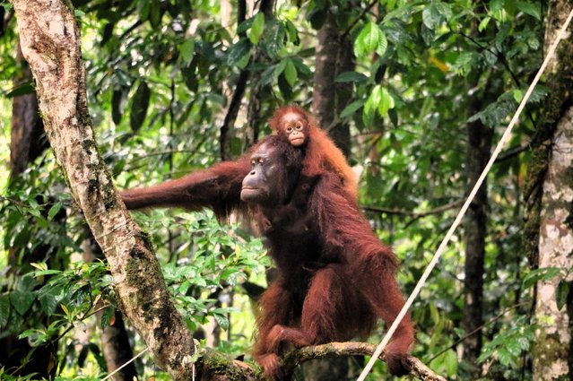 Orangutang, Betung Kerihun Nationalpark, Västkalimantan, Indonesien