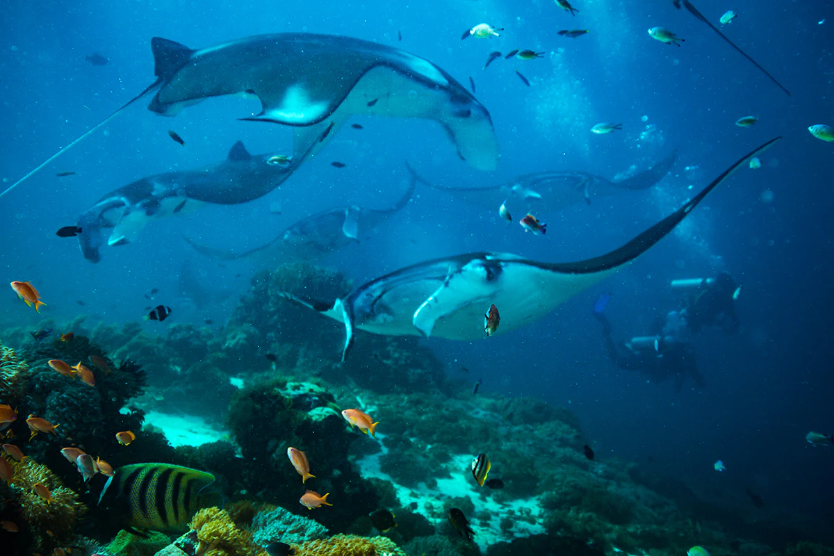 Komodo Nationalpark, Nusa Tenggara Timur, Indonesien