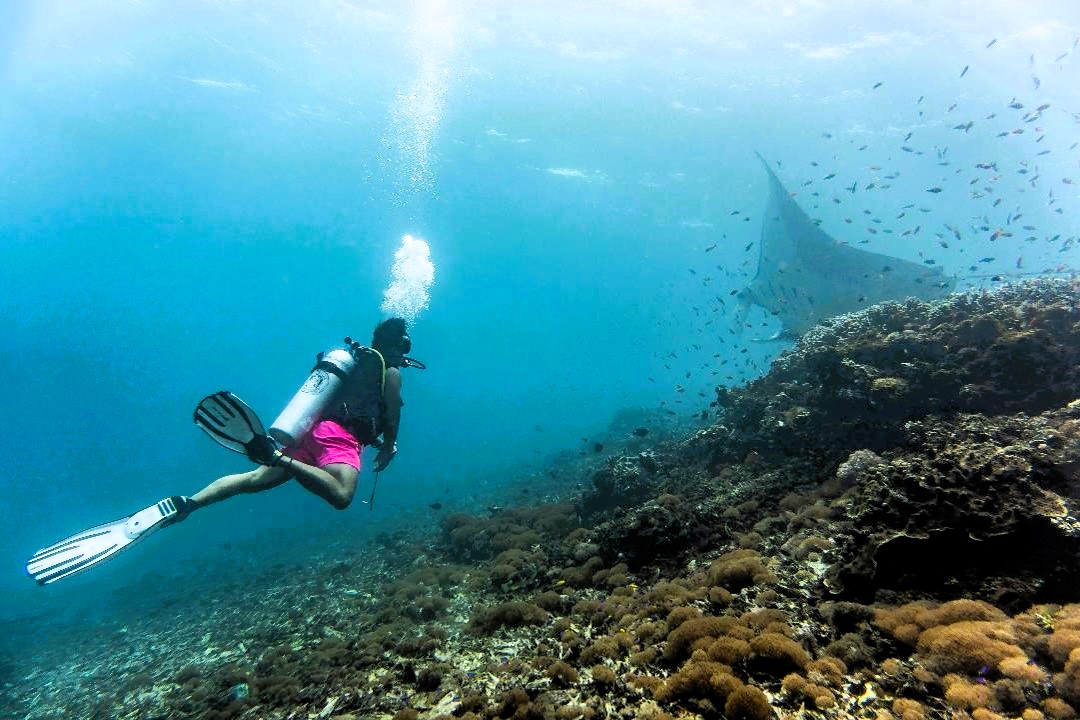 Dykning, Komodo Nationalpark, Nusa Tenggara Timur, indonesien