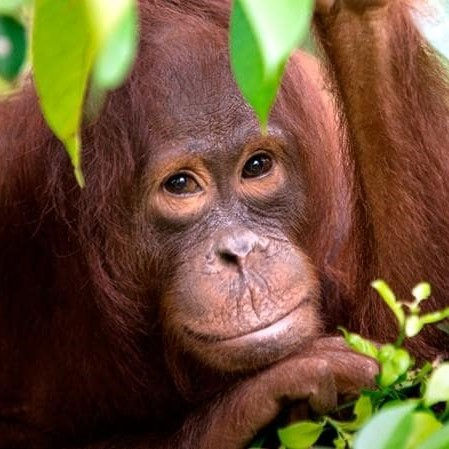 Orangutang, Kalimantan, Indonesien