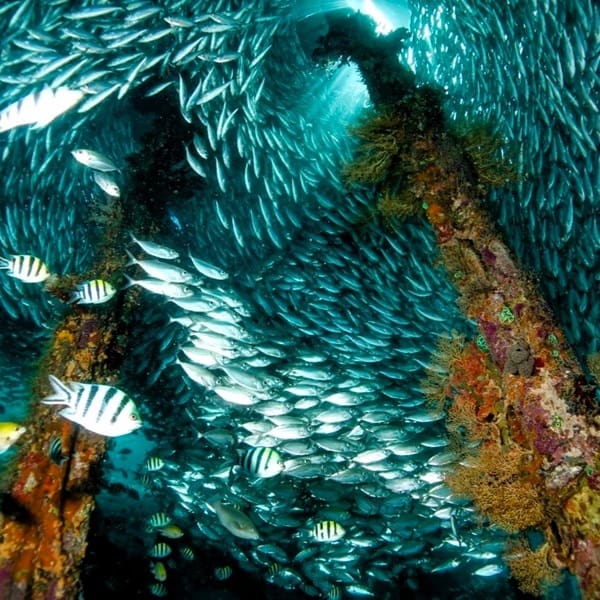 Jetty Arborek, Raja Ampat, Papua, Indonesien