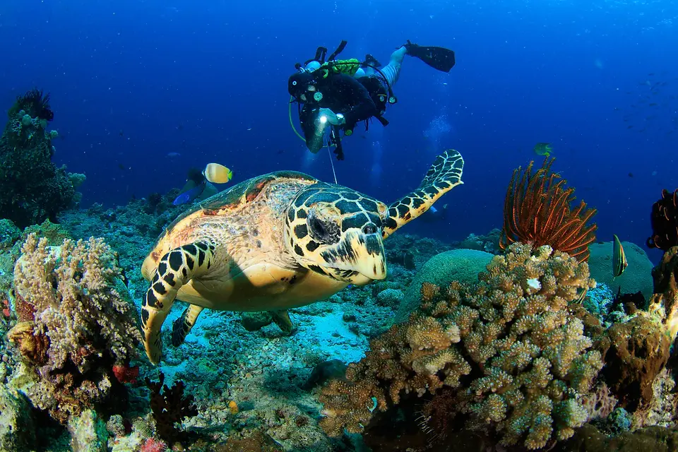 Dykning, Raja Ampat, Papua, Indonesien