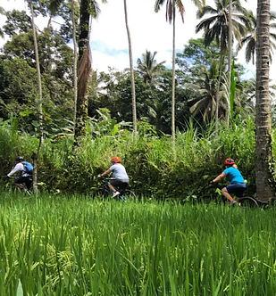Ävetyrsresor, Cykling, Bali, Indonesien