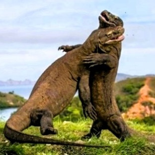 Komodo-varaner, Komodo Nationalpark, Nusa Tenggara Timur, Indonesien