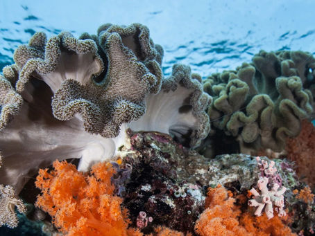 Upptäck hela Indonesien - en reseguide för mars till juli