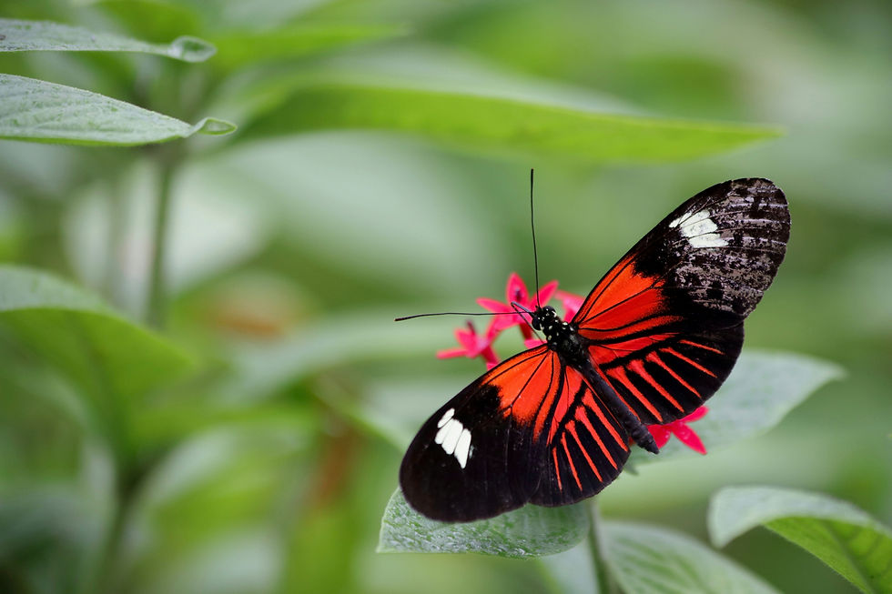 Life Lessons From Butterflies 🦋🍂