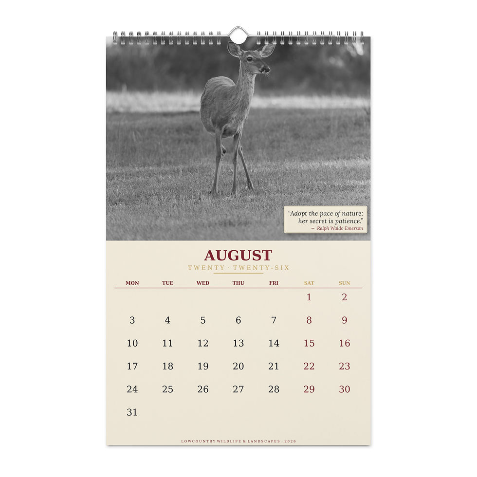 Thumbnail: Kelly Collins · Lowcountry Wildlife & Landscapes Wall Calendar 2026