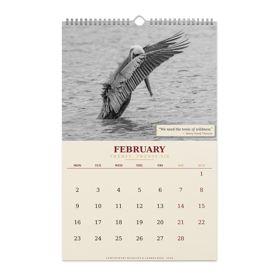 Thumbnail: Kelly Collins · Lowcountry Wildlife & Landscapes Wall Calendar 2026