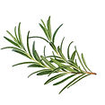 rosemary-hero.jpeg