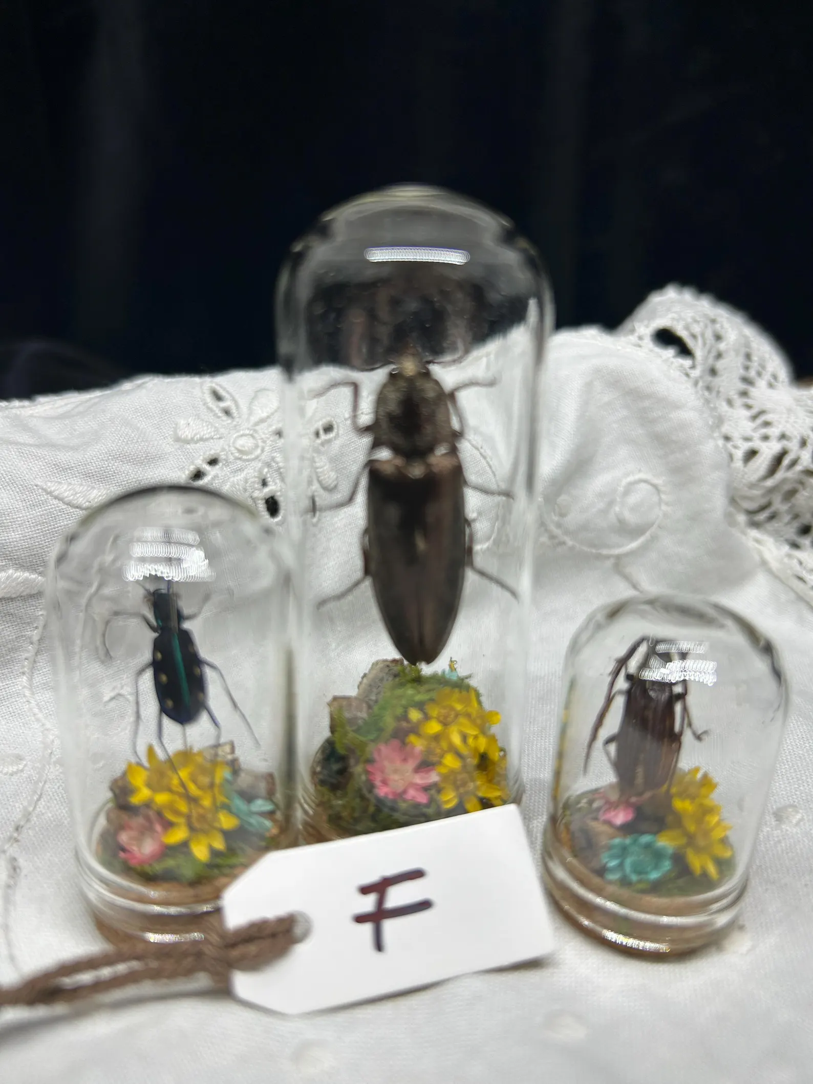 Mini Dome Trio Bugs 'n Beetles