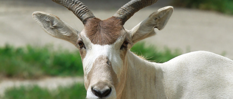 Addax