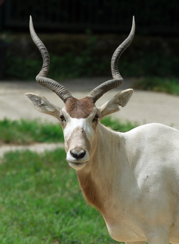 Addax | Cedar Cove Ranch| Premier Hunting Ranch in Texas