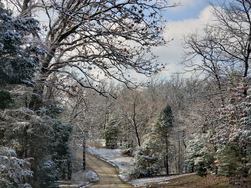 Dense East Texas forest with creek and ravines creating ideal hunting terrain at Cedar Cove Ranch