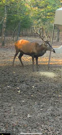 Bull elk standing in wooded terrain at Cedar Cove Ranch