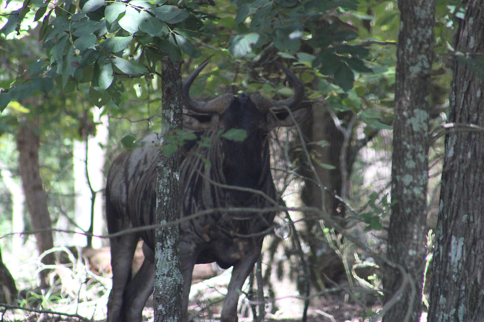 Thumbnail: Wildebeest