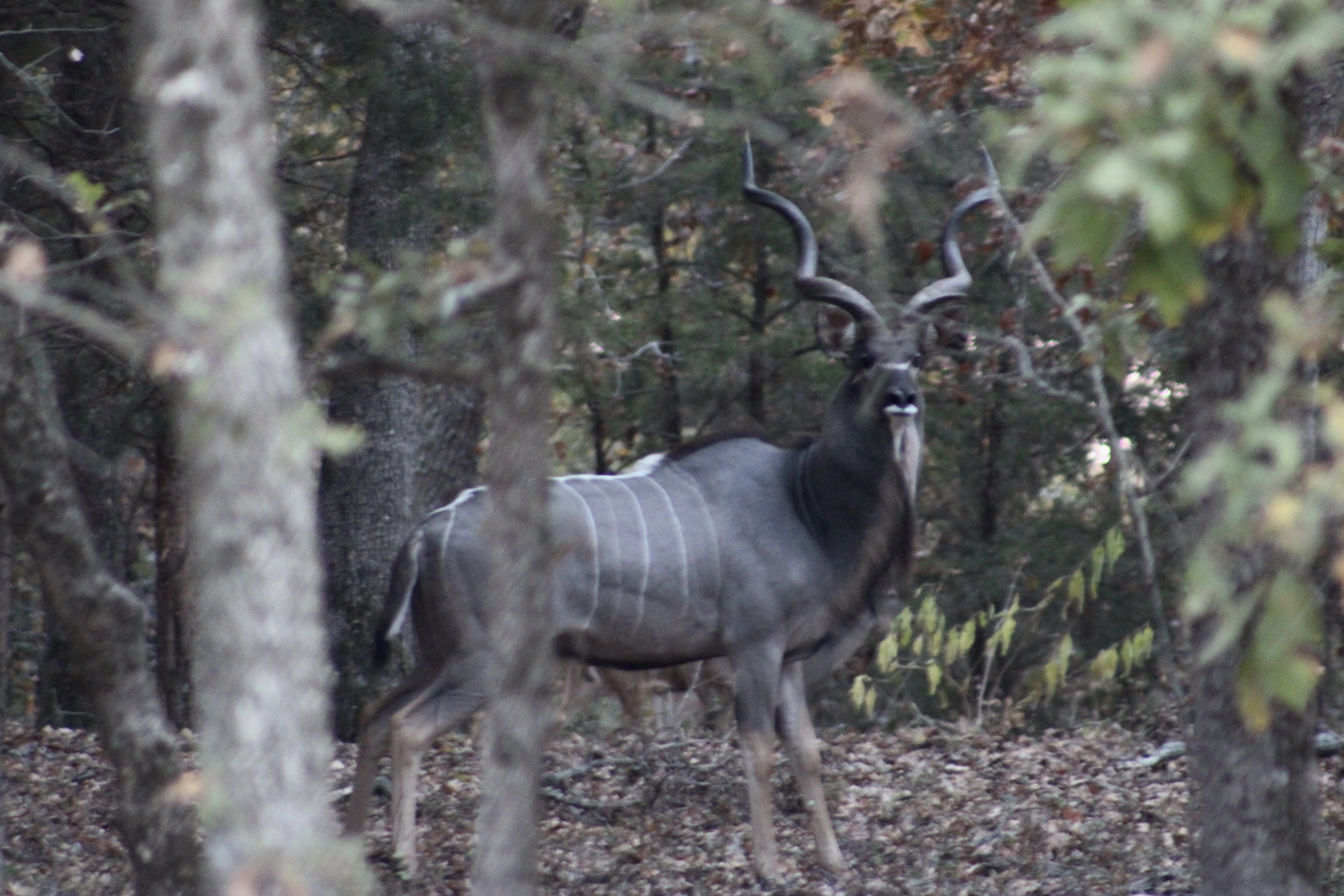 Exotic Hunting Texas | Exotic Game Hunting | Cedar Cove Ranch