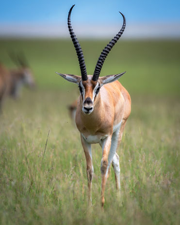 Grants Gazelle
