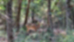 Eye-level view of a trophy buck on the ranch