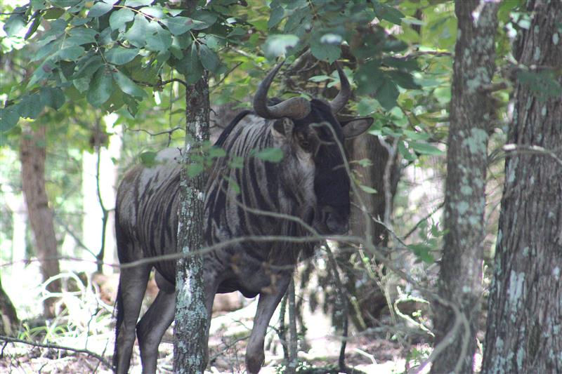 Wildebeest hunts in texas at Cedar Cove Ranch - best exotic hunting ranch in texas for african game