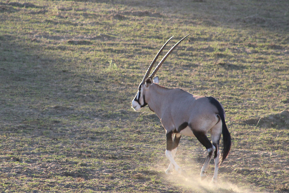 Thumbnail: Gemsbok