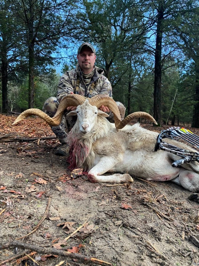 Eye-level view of a Nilgai grazing in the Cedar Cove landscape