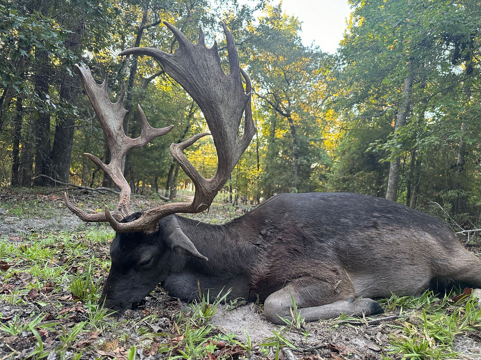 Thumbnail: Trophy fallow deer hunting at Cedar Cove Ranch Texas featuring European spotted deer with palmate antlers