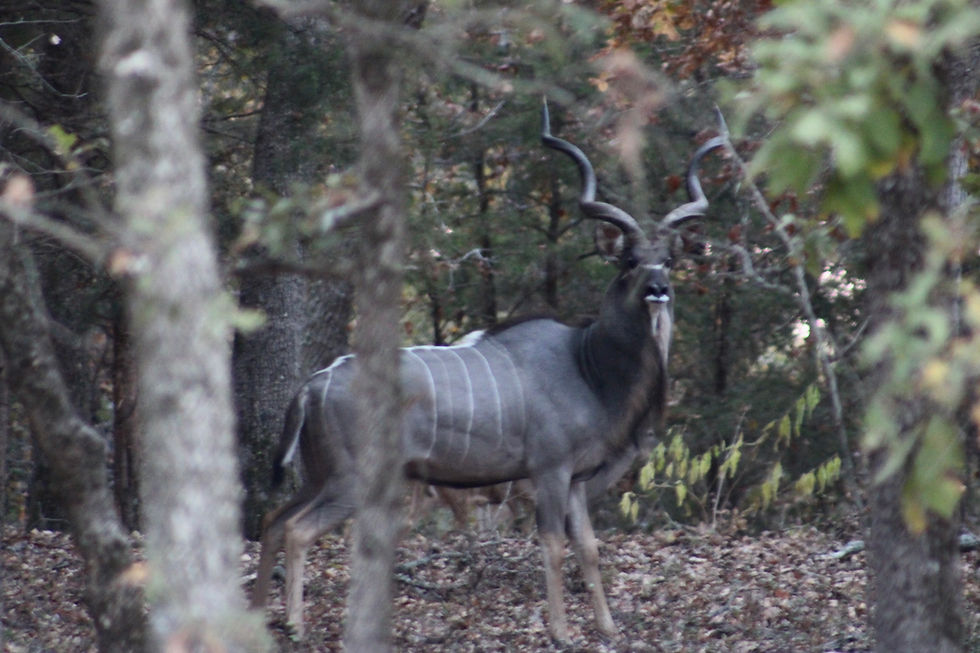 Thumbnail: Trophy kudu hunting at Cedar Cove Ranch Texas featuring Africa's majestic spiral-horned antelope