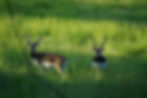 Thumbnail: Trophy blackbuck antelope hunting at Cedar Cove Ranch Texas featuring India's spiral-horned speed species