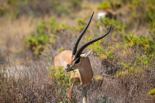 Grant's Gazelle