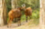 Thumbnail: Texas Trophy bongo hunting at Cedar Cove Ranch featuring Africa's largest forest antelope with distinctive white stripes