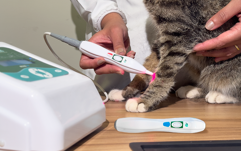 Laserterapia veterinária sendo aplicado na região distal do membro de um gato, com foco em cuidado, precisão e segurança clínica.