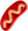Mitocondria