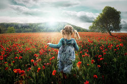 Into the Poppies