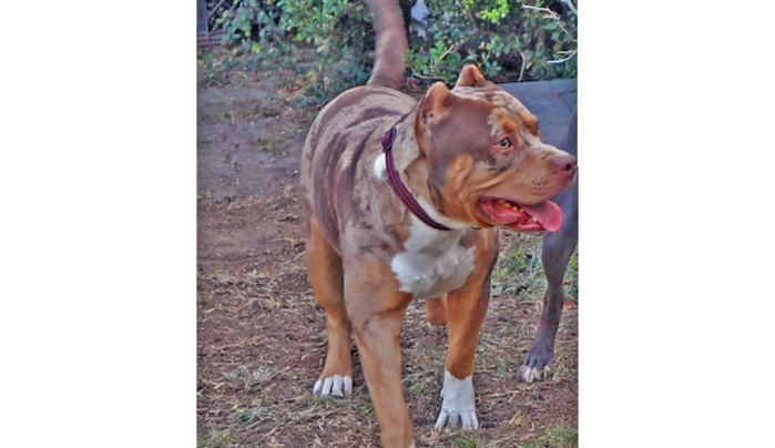 Coco stud pic.png