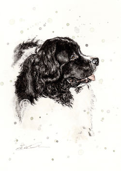 DUKE
