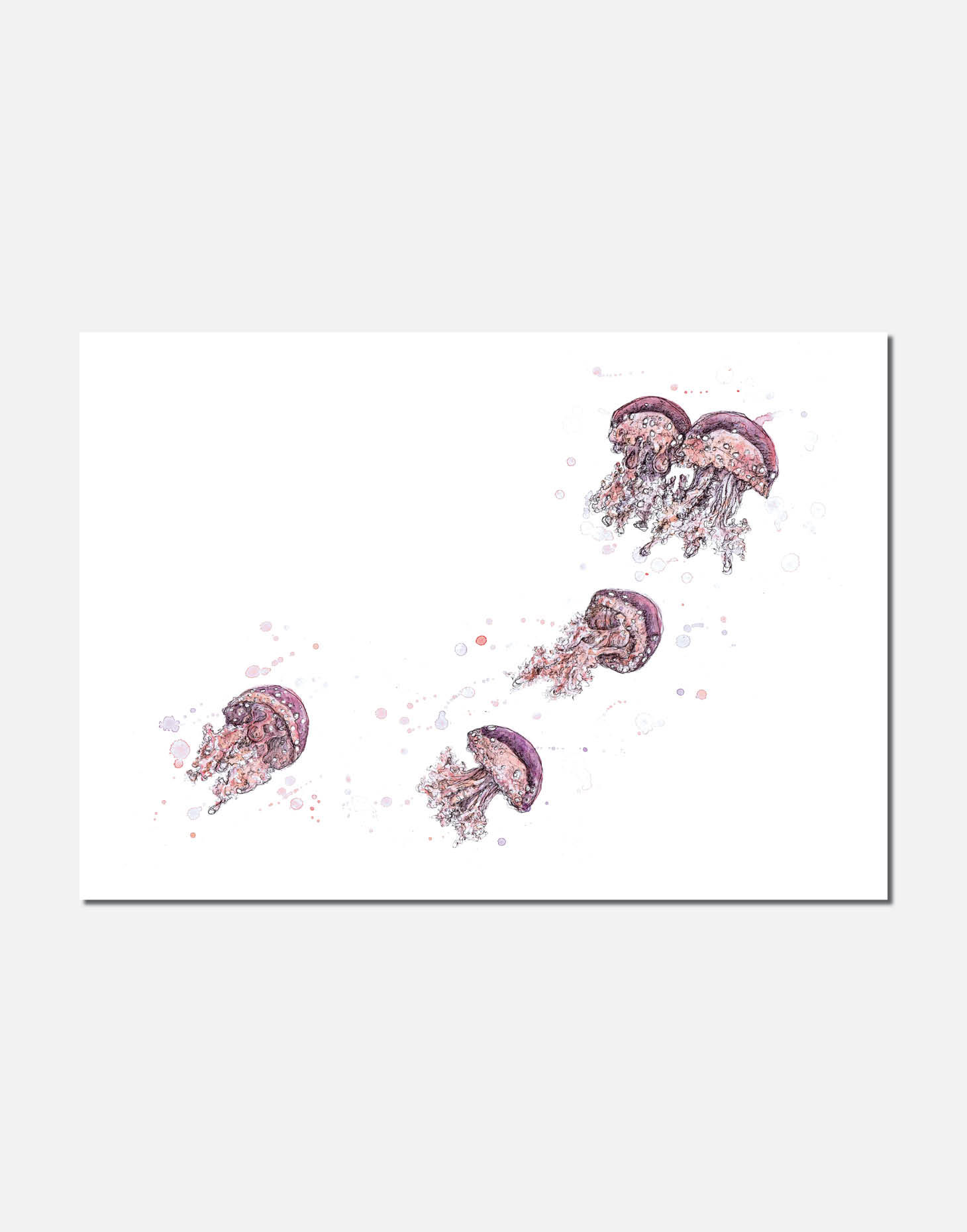 A Bloom of Pink | Signed Limited Edition Print