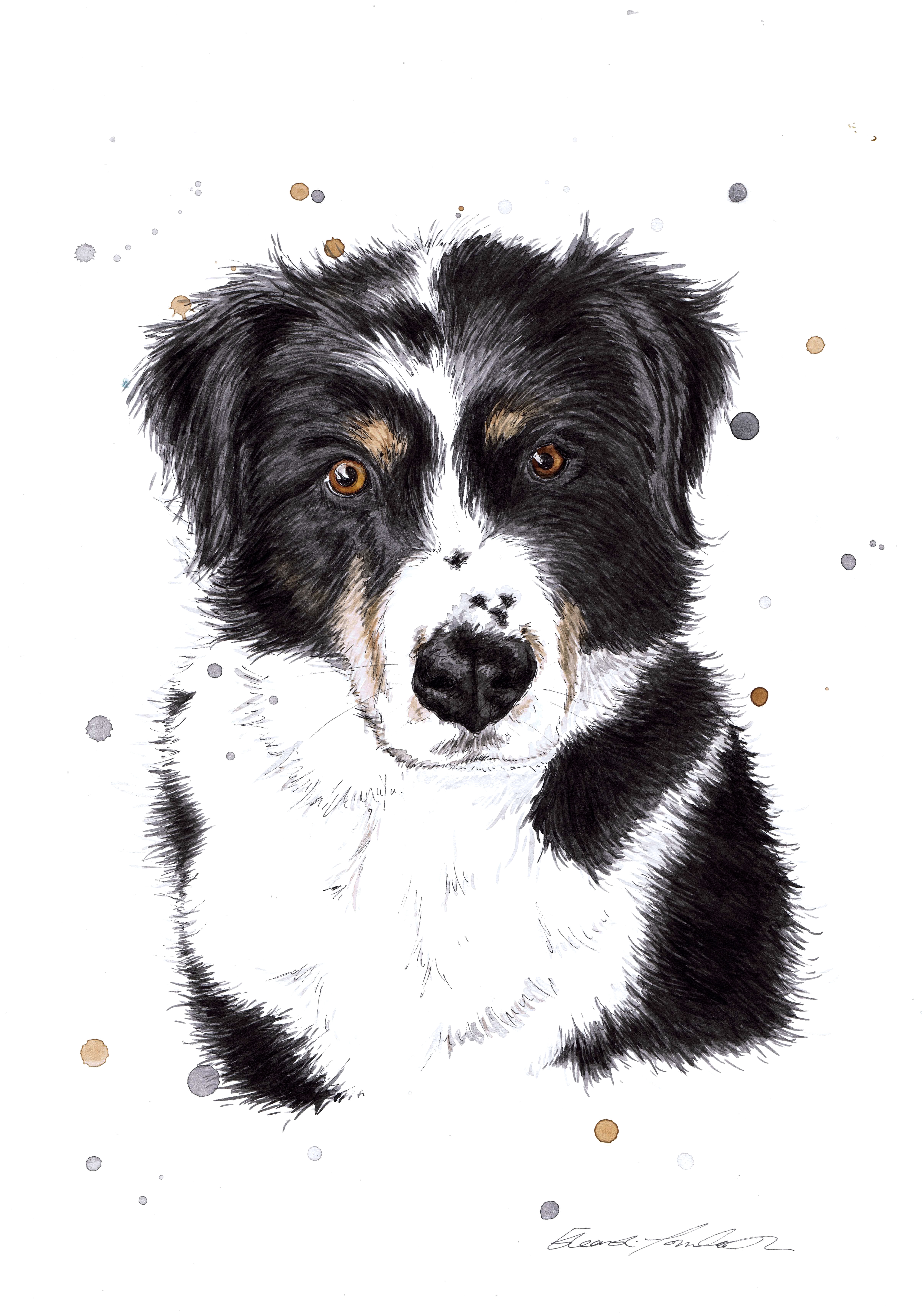 COLLIE