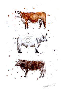 HEREFORD, WHITE PARK & LONG HORN
