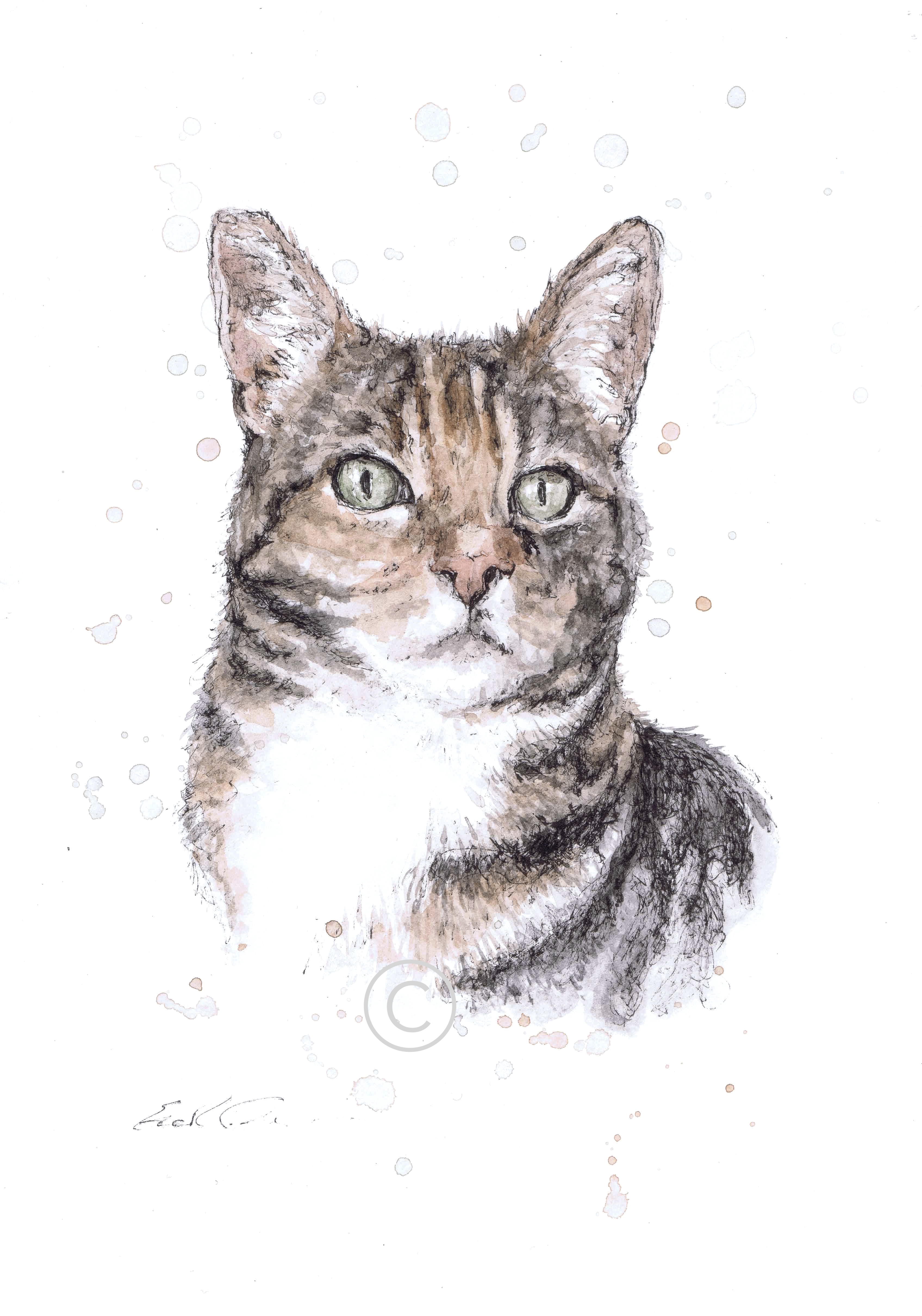 TIGERLILLY
