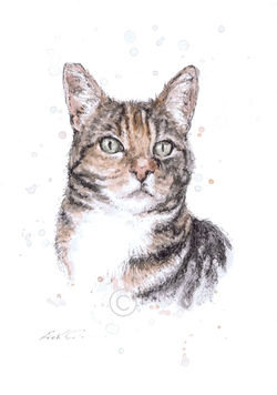TIGERLILLY