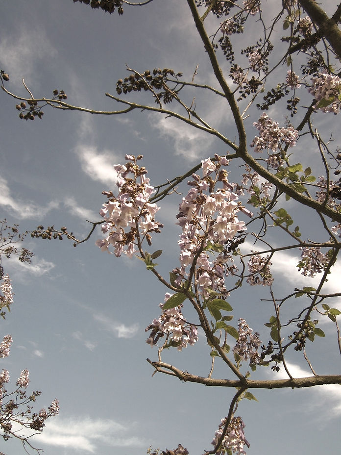 paulownia-tomentosa-846558_1920_edited.jpg