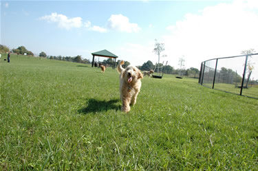 The Ultimate Dog-Friendly Guide to Monmouth County, NJ