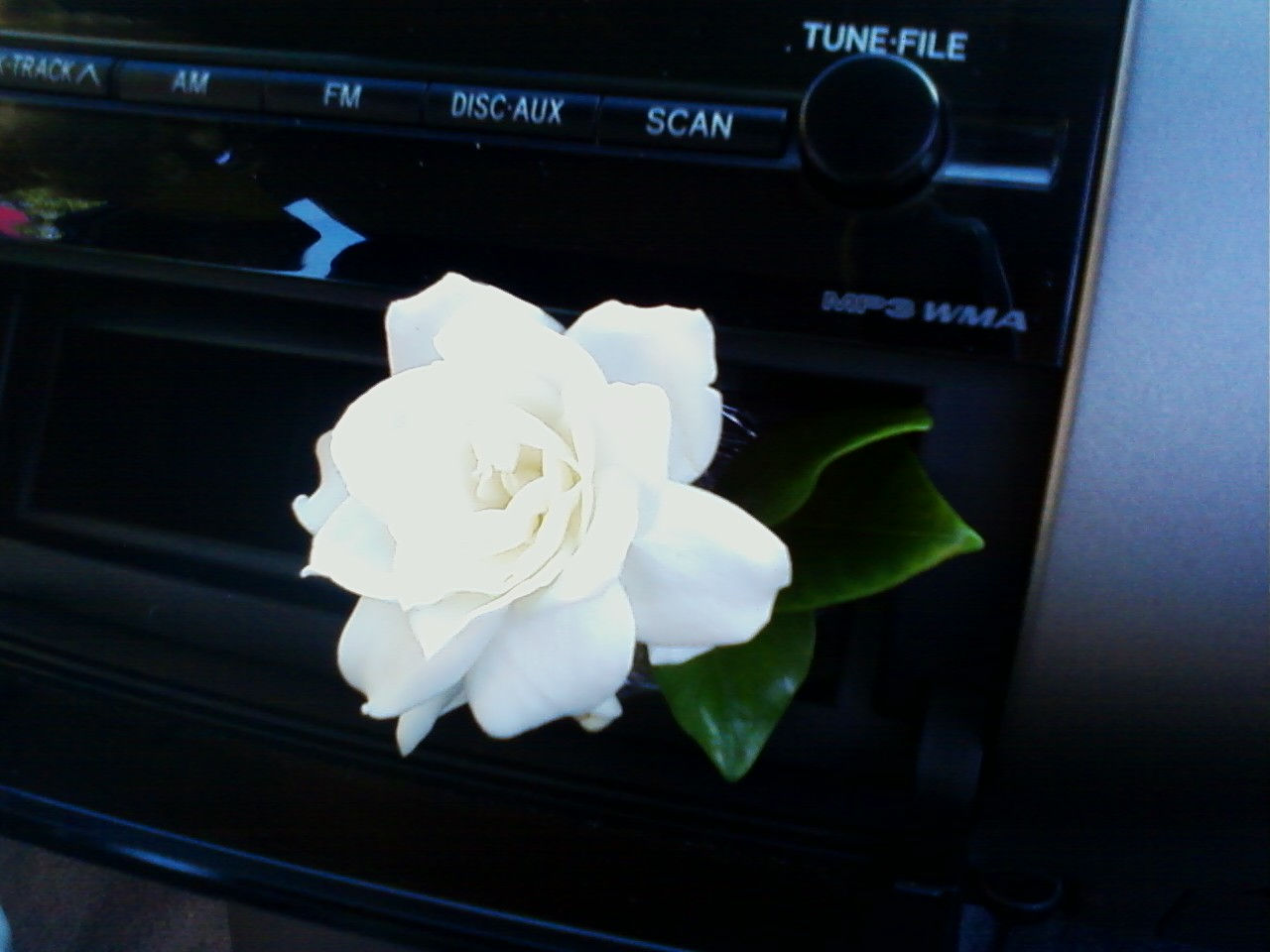 a gardenia for the trip
